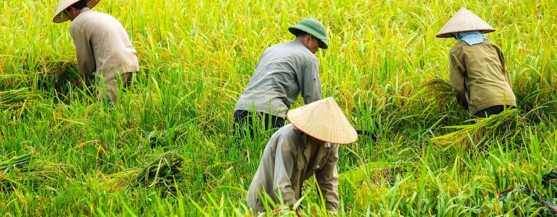 Circuit Vietnam 21 jours : Vietnam en profondeur